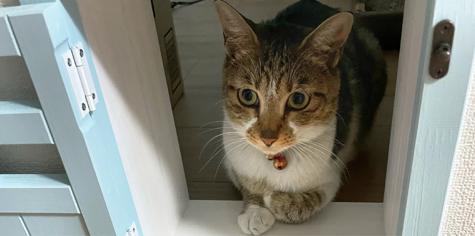 ネコと人が一緒に心地よく暮らす、ネコファーストの家 