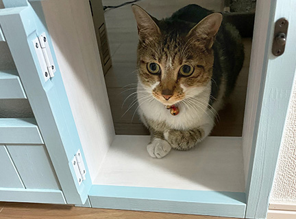 ネコと人が一緒に心地よく暮らす、ネコファーストの家